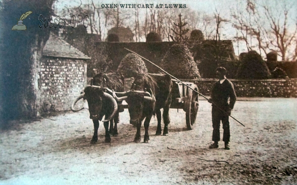 Image of Lewes - Oxen and Cart