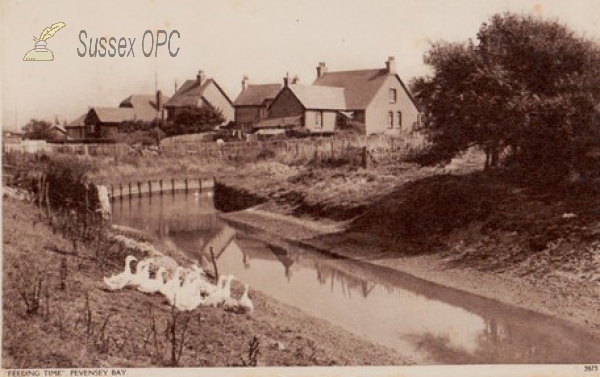 Image of Pevensey Bay - Feeding time