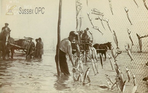 Image of Camber - Keddlenet Fishing