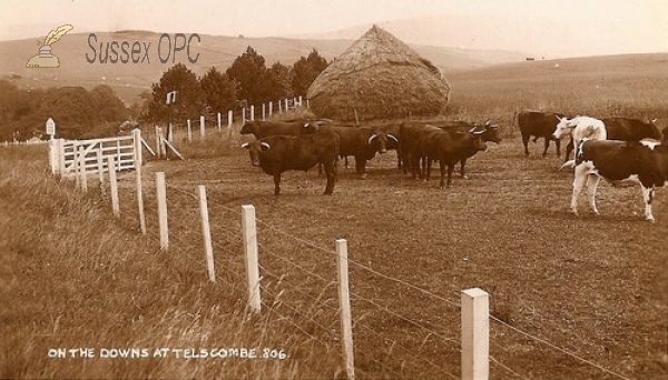 Image of Telscombe - Cattle on the Downs