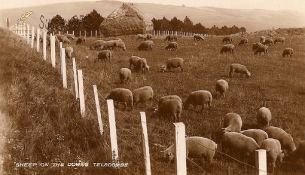 Image of Telscombe - Sheep on the Downs