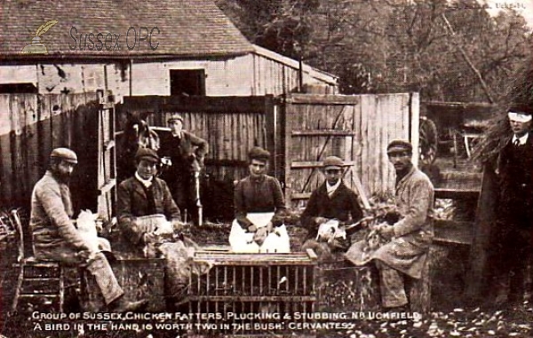 Image of Uckfield - Chicken Fatters Plucking & Stubbing