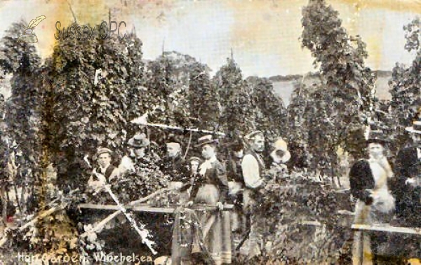 Image of Winchelsea - People working in Hop Garden