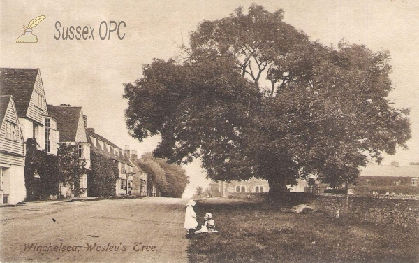 Image of Winchelsea - Wesley's Tree (Left Caption)