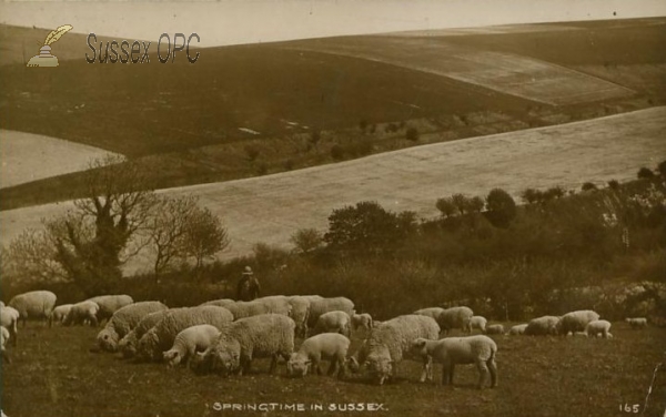 Springtime in Sussex