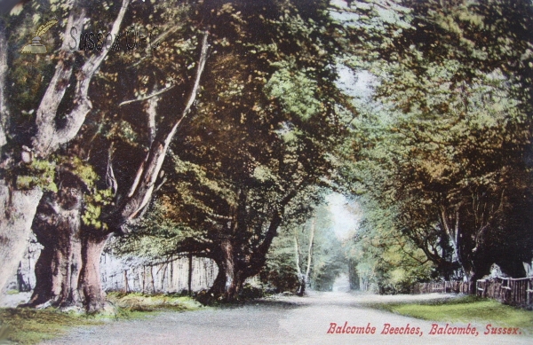 Image of Balcombe - Balcombe Beeches