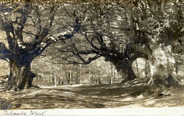 Image of Balcombe - Forest