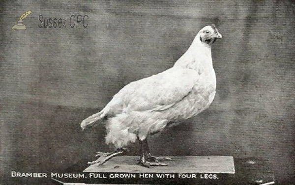 Bramber Museum - Four legged Hen