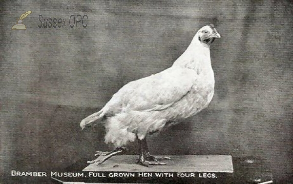 Image of Bramber Museum - Four legged Hen