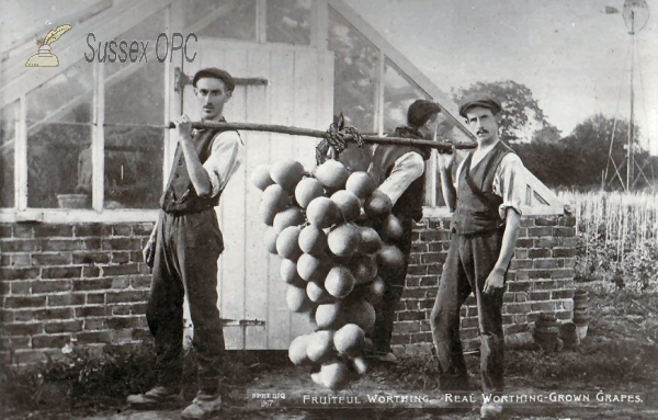 Image of Worthing - Real Worthing Grown Grapes