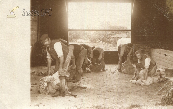 Image of Houghton - Sheep shearing