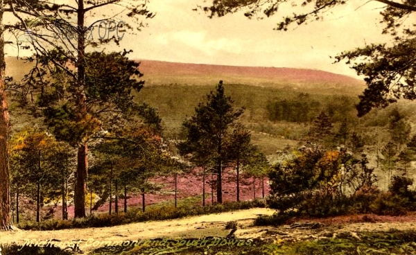 Image of Midhurst - Midhurst Common