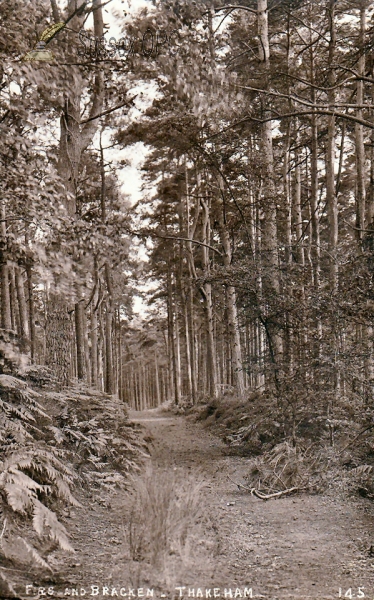 Image of Thakeham - Woods (Firs & Bracken)