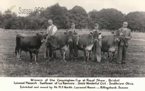 Image of Loxwood - Prize winning cows (Mr M F North, Loxwood House)